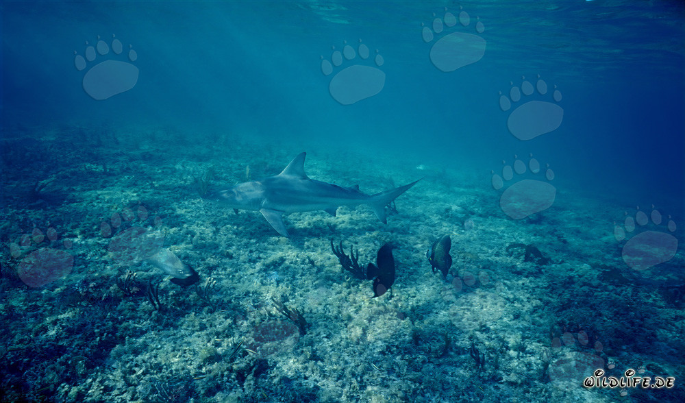 Bull shark on the shallow ocean floor with rays of sunlight