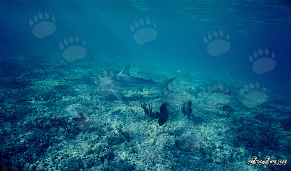 Requin taureau au fond marin peu profond sous les rayons du soleil