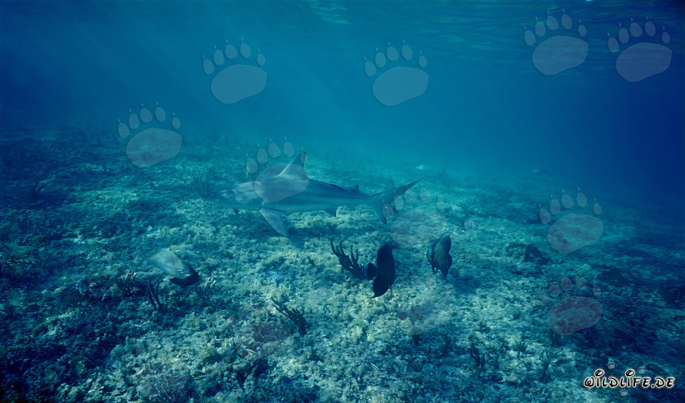 Tiburón toro en el fondo marino poco profundo con rayos de sol