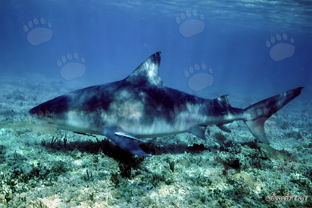 Bull Shark swimming close to the seabed