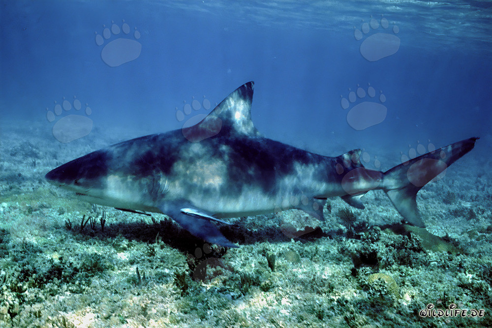 Squalo toro nuota vicino al fondale marino