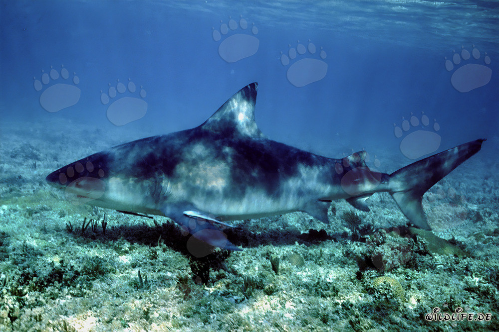 Tiburón toro nada cerca del fondo marino