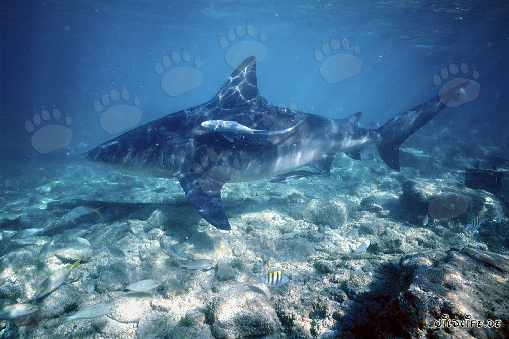 Bull Shark on shallow detrital soil