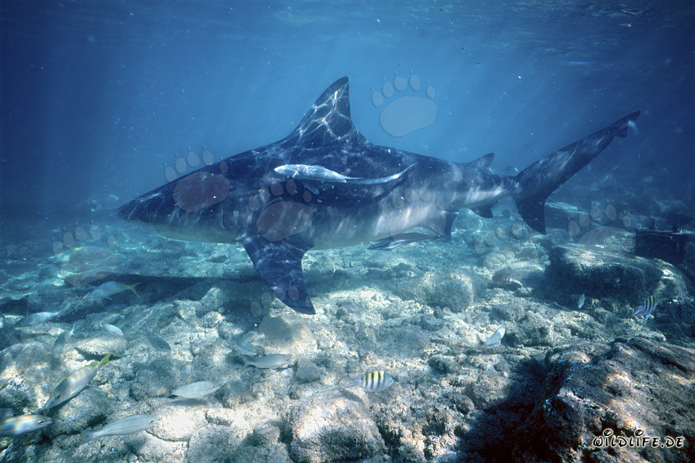 Requin taureau nage sur le fond rocheux peu profond