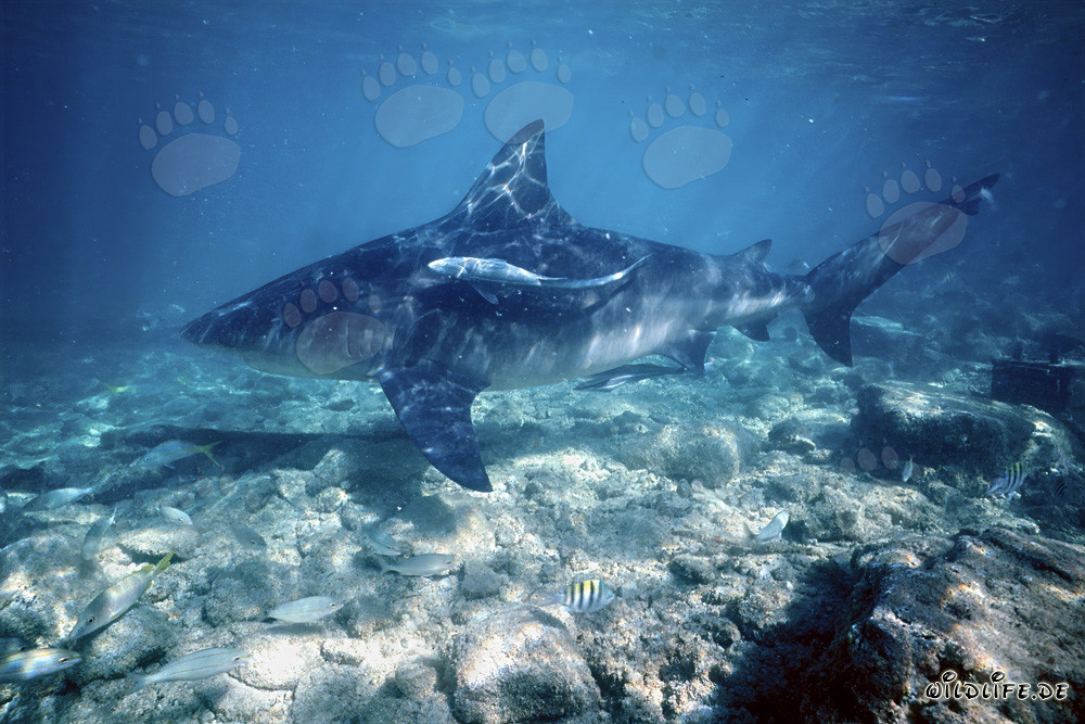 Squalo toro nuota sul fondo roccioso poco profondo