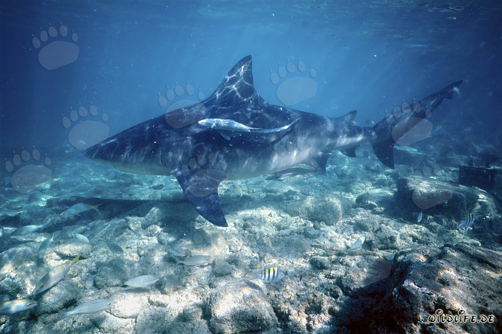 Tiburón toro nada sobre el lecho pedregoso poco profundo