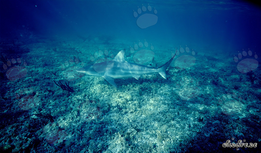 Blacktip shark soaring above the sea floor