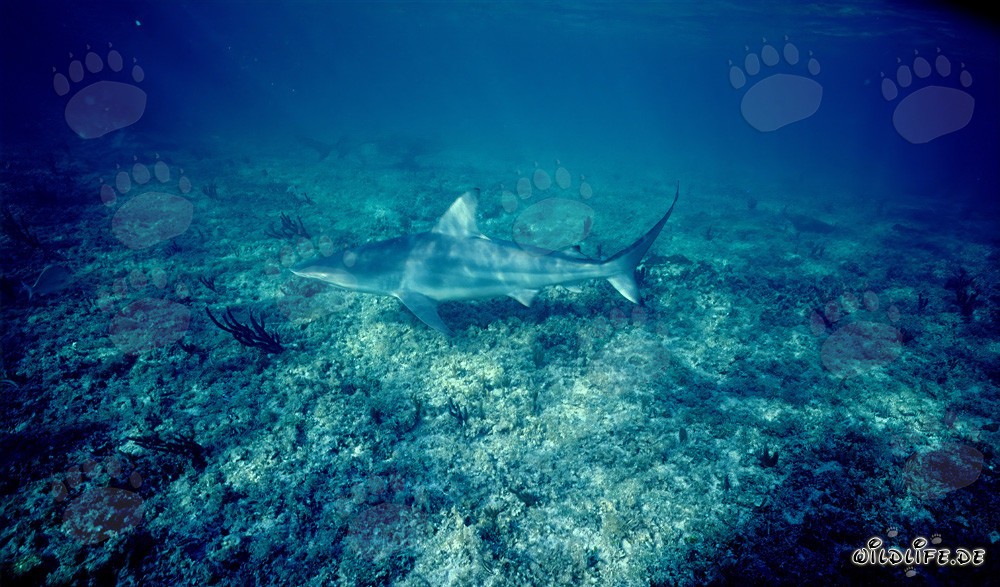 Requin à pointes noires en chasse au-dessus du fond marin