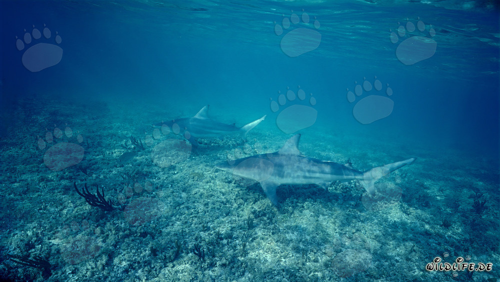 Two majestic Blacktip sharks at the Shark Beach