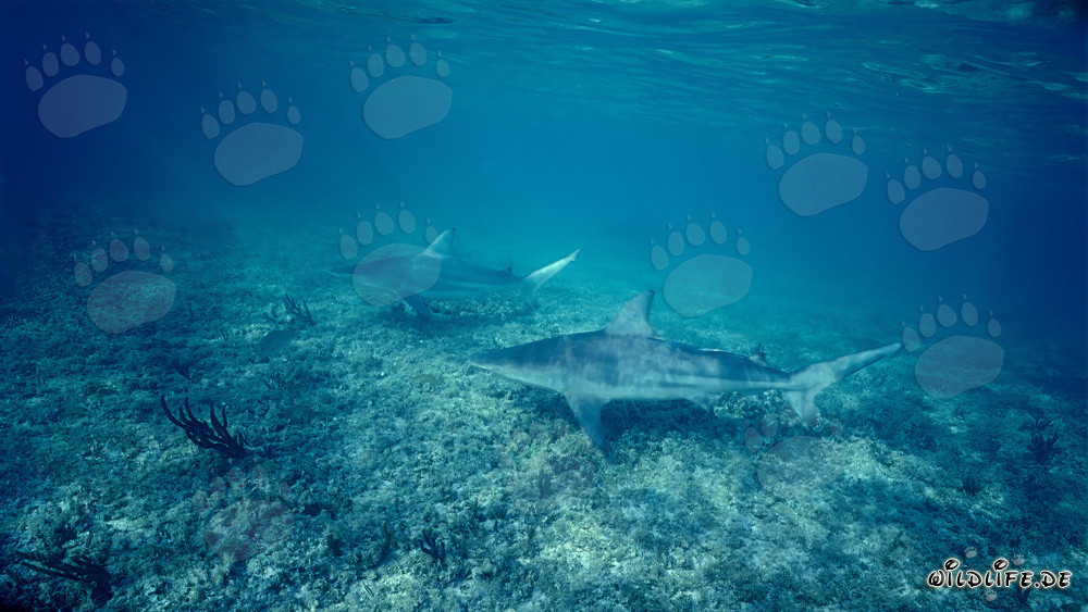 Deux majestueux requins à pointes noires à Shark Beach