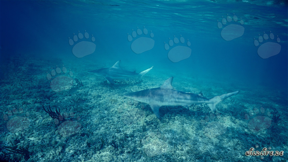 Zwei majestätische Schwarzspitzenhaie am Shark Beach