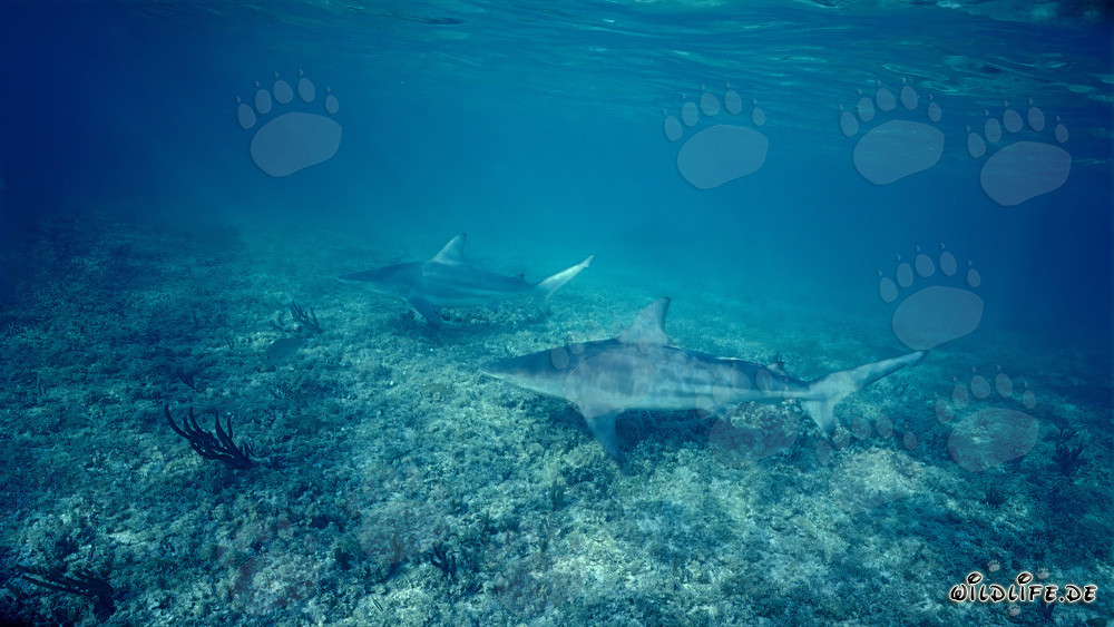 Dos majestuosos tiburones punta negra en Shark Beach