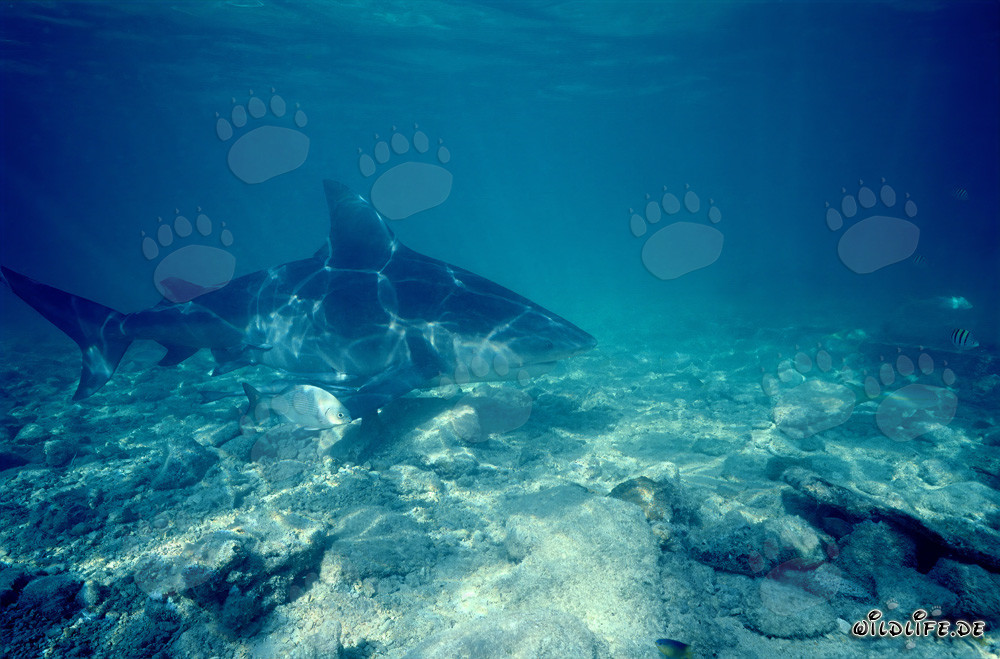 Großer Bullenhai und kleiner Fisch