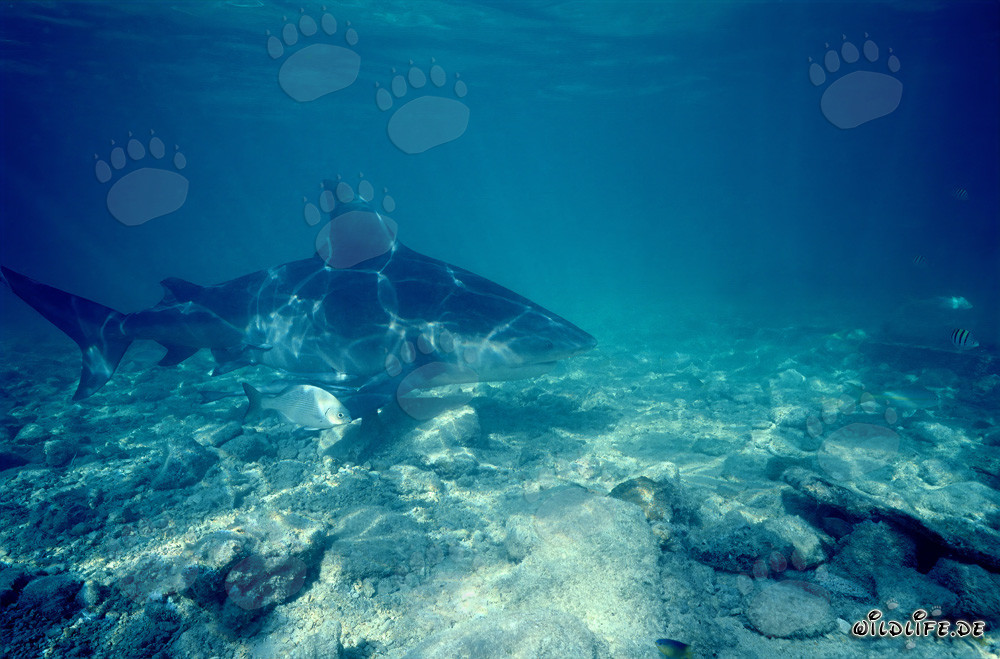 Großer Bullenhai und kleiner Fisch
