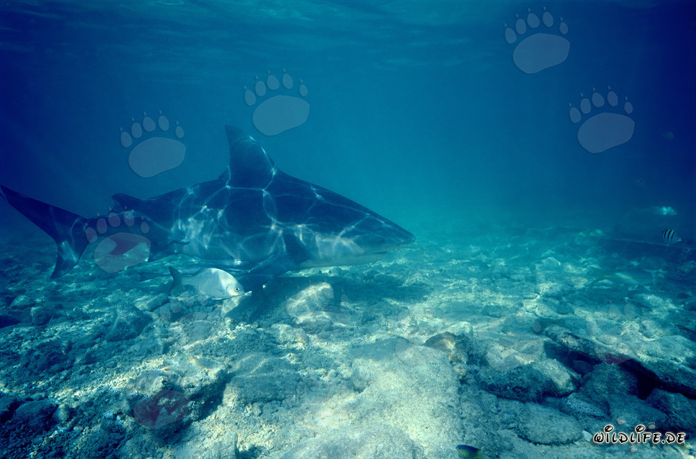 Gran tiburón toro y pez pequeño