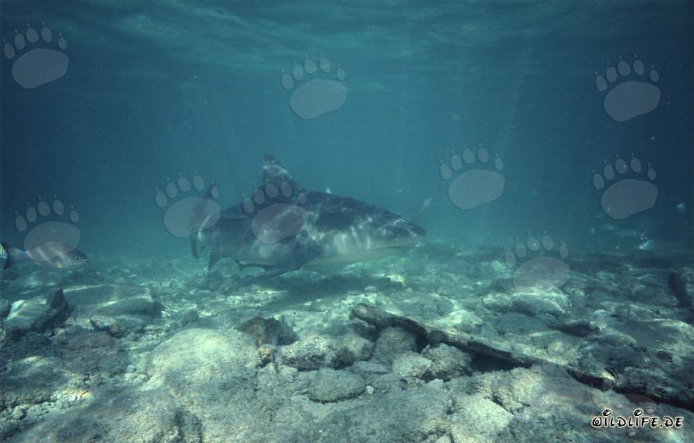 Bull Shark (Carcharhinus leucas) at Shark Beach on Walker's Cay, Bahamas