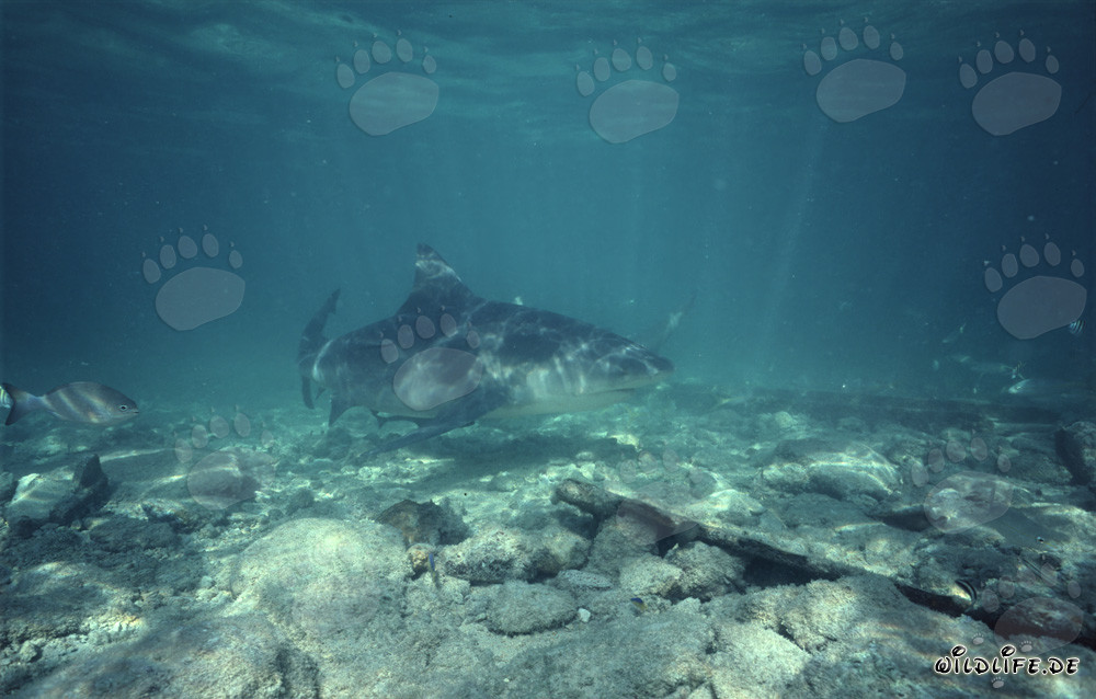 Bullenhai am Shark Beach auf Walker's Cay, Bahamas