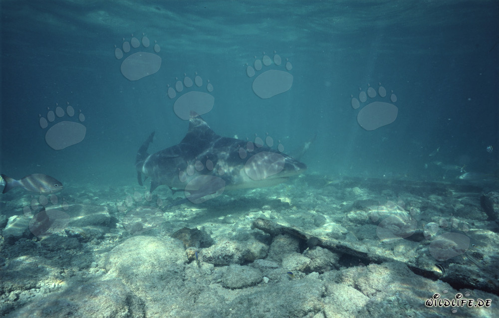 Requin bouledogue à Shark Beach à Walker's Cay, Bahamas