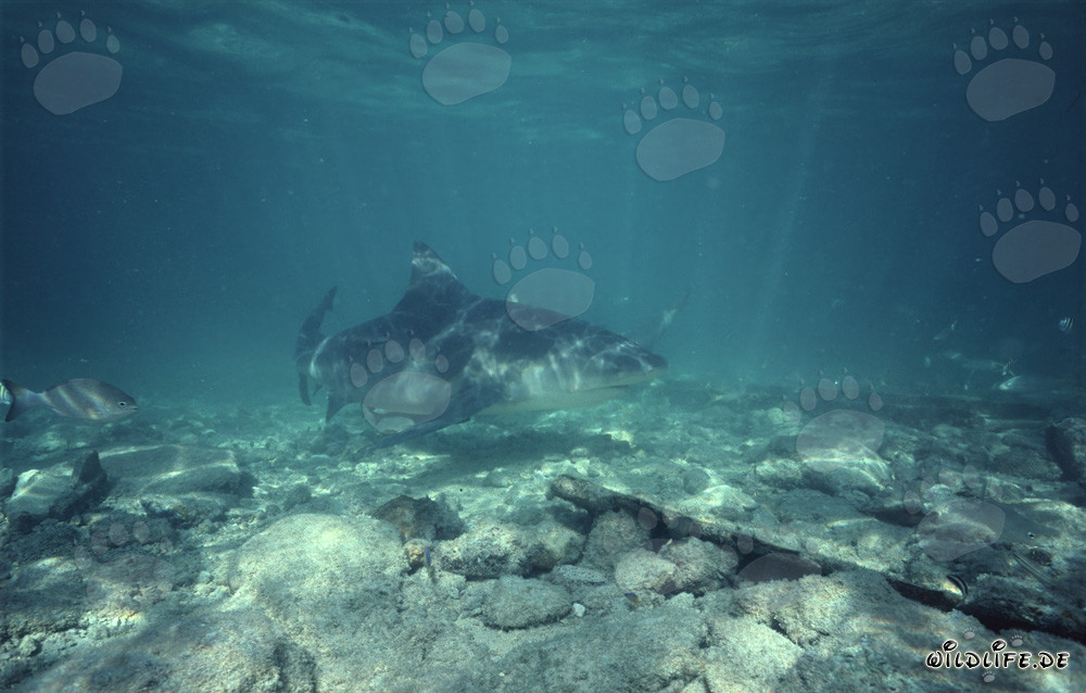 Squalo toro a Shark Beach a Walker's Cay, Bahamas