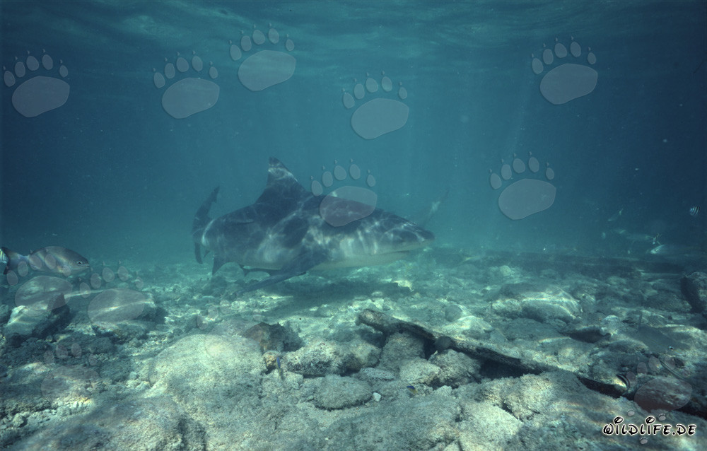 Tiburón toro en Shark Beach en Walker's Cay, Bahamas