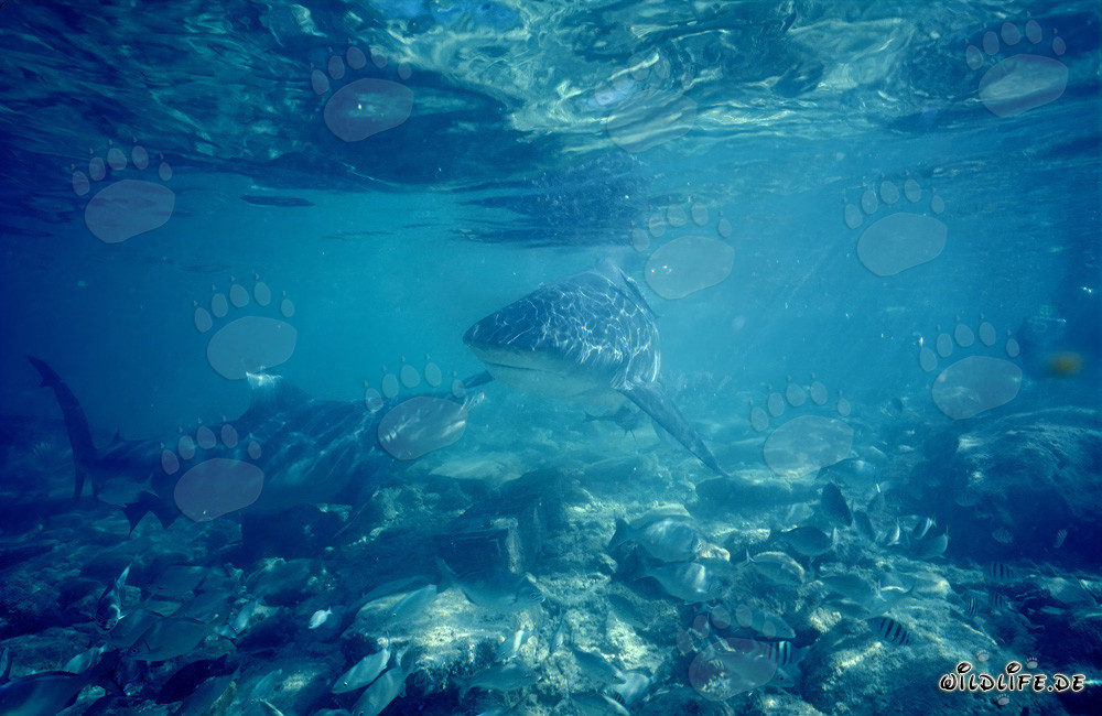 Bullenhai Kommunikation über steinigem Meeresgrund