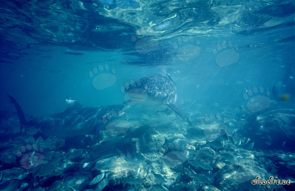 Bull shark communication over rocky seabed