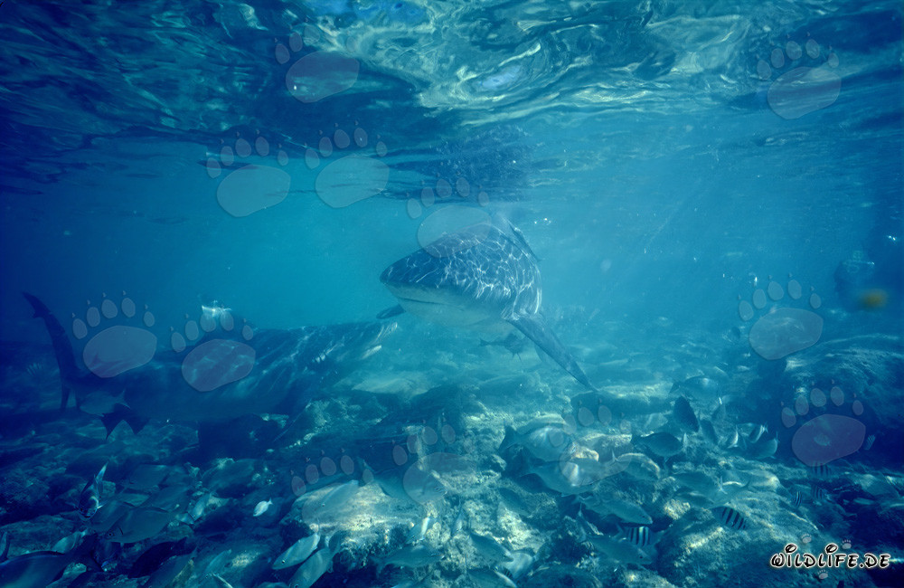 Communication du requin taureau sur le fond marin rocheux