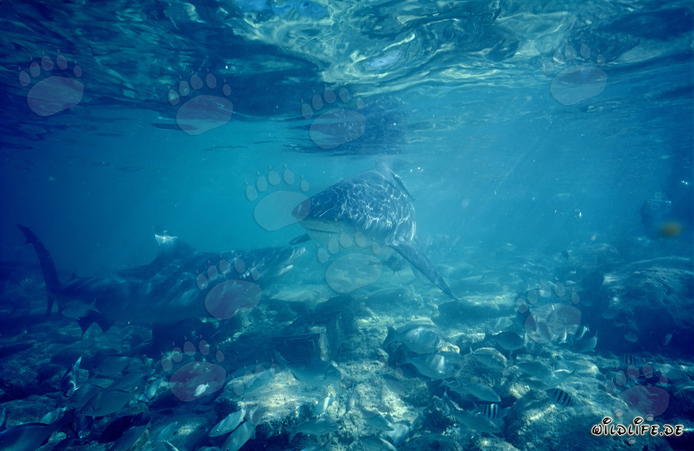 Comunicazione dello squalo toro sul fondale roccioso marino