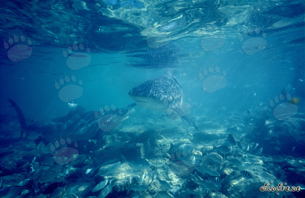 Comunicación del tiburón toro sobre el fondo marino rocoso