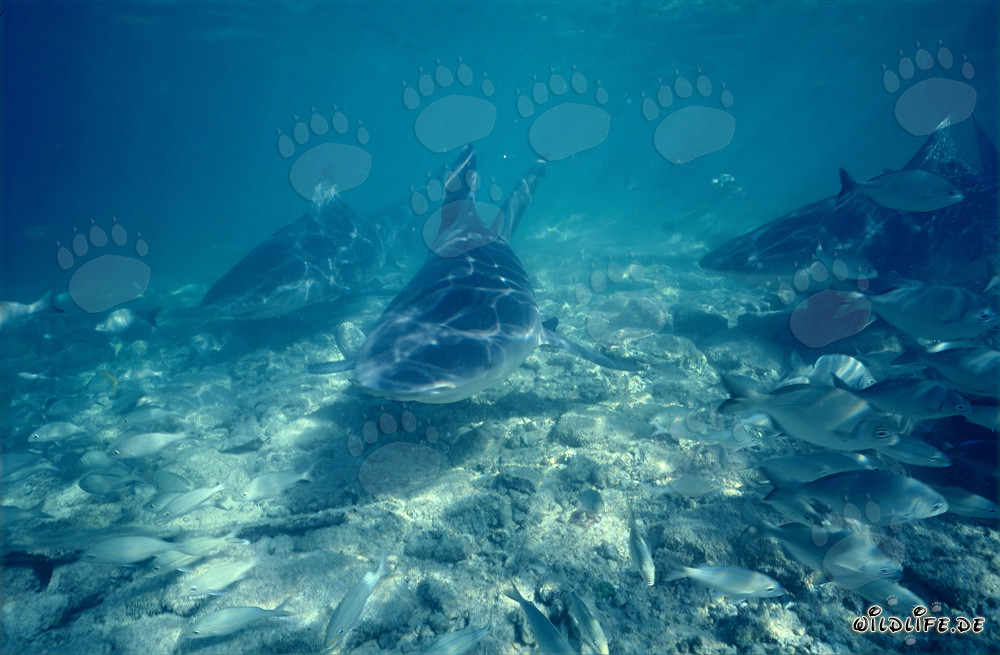 Impressive bull sharks surrounded by small fish
