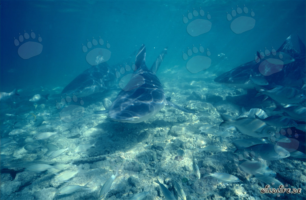 Bull sharks imposants entourés de petits poissons
