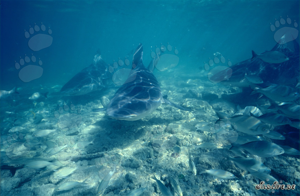 Impressionanti squali toro circondati da piccoli pesci