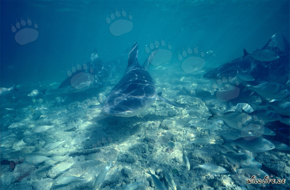 Impresionantes tiburones toro rodeados de peces pequeños