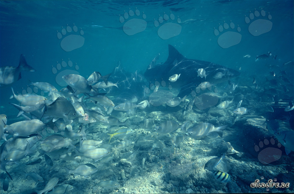 Grand requin taureau entouré d'un banc de petits poissons