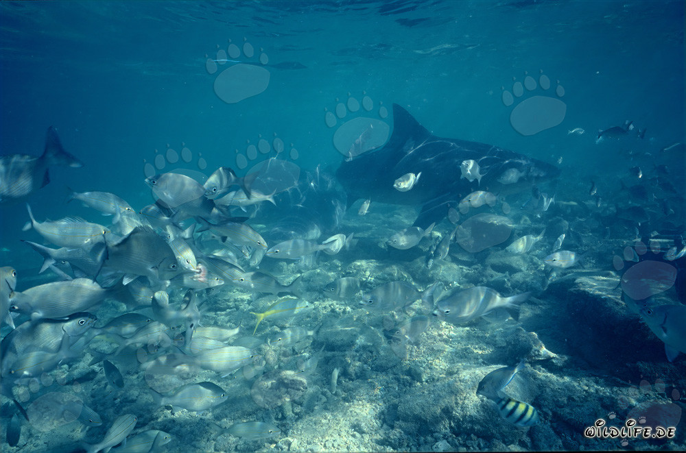 Impresionante tiburón toro rodeado de un banco de peces pequeños