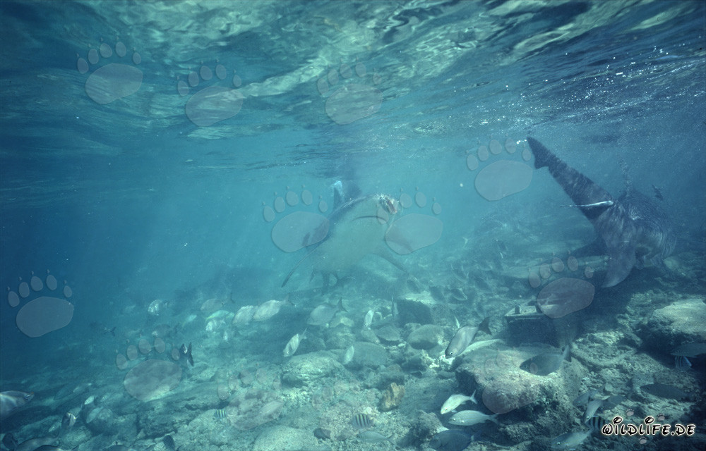 Requin taureau fascinant chassant devant Walker's Cay