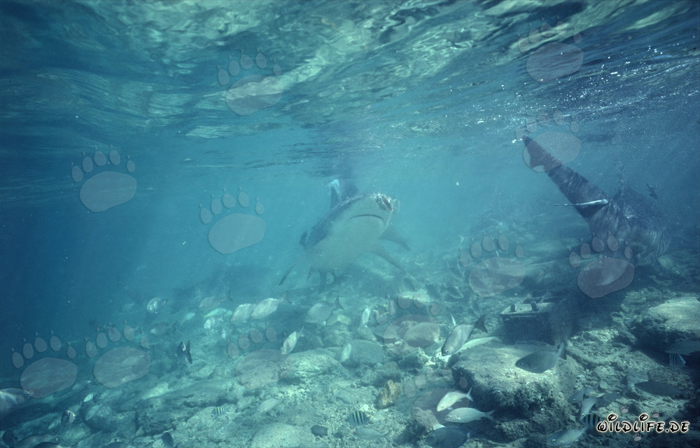 Fascinantes tiburones toro cazando frente a Walker's Cay