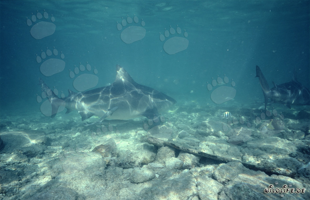Impressive Bull Shark on the Hunt in the Bahamas