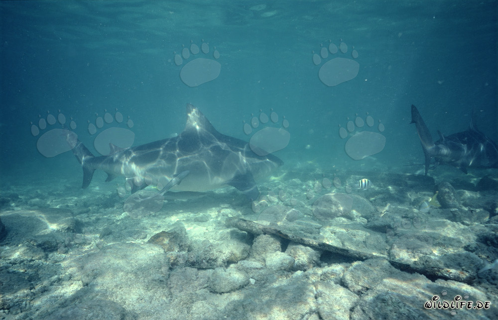 Imposanter Bullenhai auf Nahrungssuche in den Bahamas