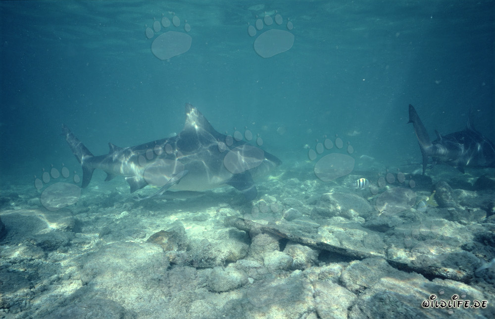 Impressionante squalo toro alla ricerca di cibo alle Bahamas