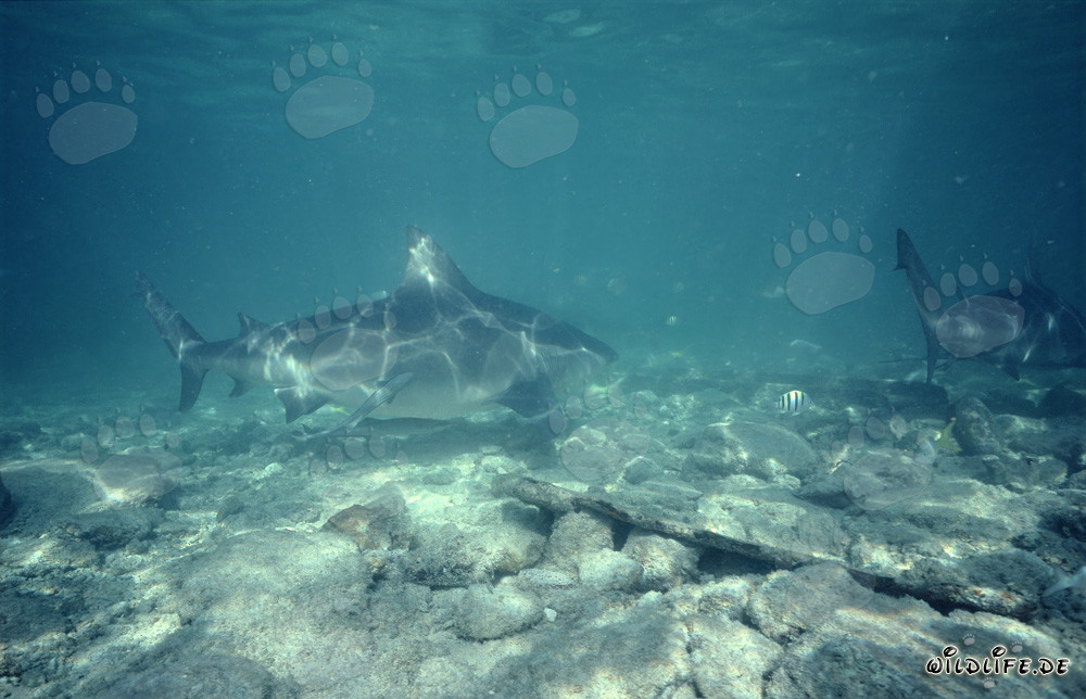 Impresionante tiburón toro en busca de alimento en las Bahamas