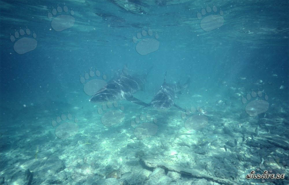 Faszinierende Unterwasserwelt: Zwei Bullenhaie in den Bahamas