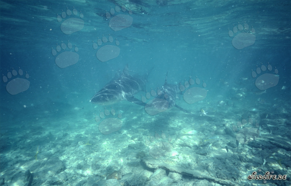 Rencontre impressionnante : Deux requins taureaux dans l'eau claire