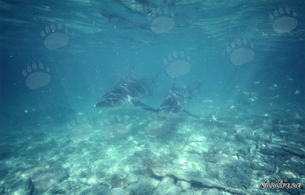 Encuentro imponente: Dos tiburones toro en aguas claras