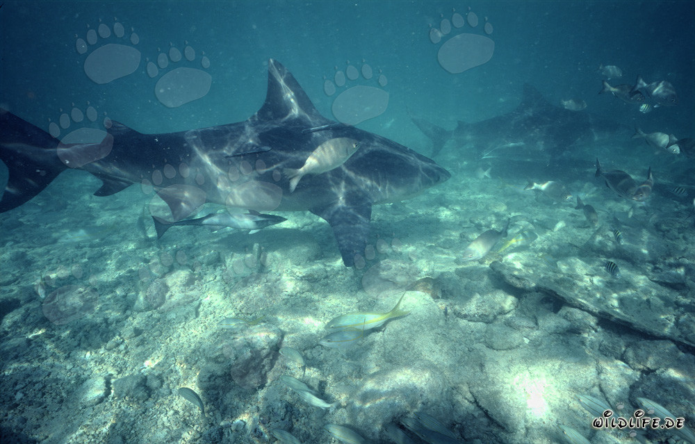 Impressive Bull Shark Formation at Shark Beach in Walker's Cay