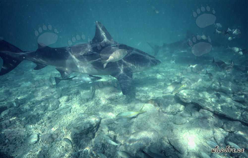 Imposante Bullenhaiformation am Shark Beach von Walker's Cay