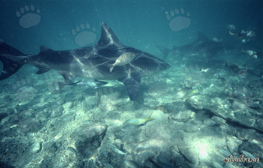 Impresionante formación de tiburones toro en Shark Beach de Walker's Cay