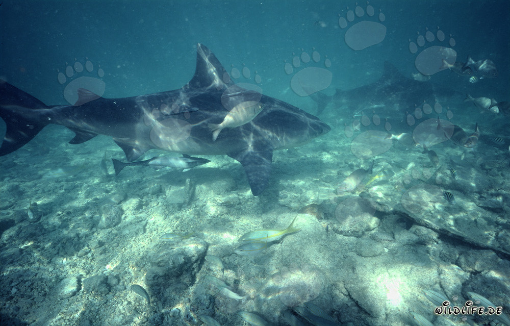 Formation imposante de requin-boule au Shark Beach de Walker's Cay