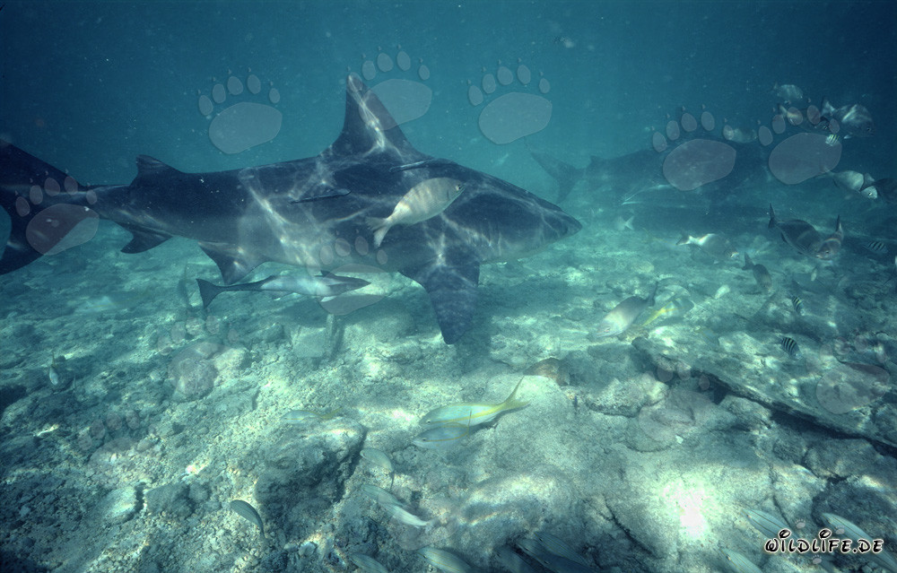 Imponente formazione di squali toro presso Shark Beach di Walker's Cay