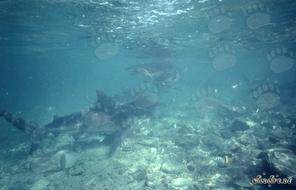 Bullenhaie an der Shark Beach von Walker's Cay